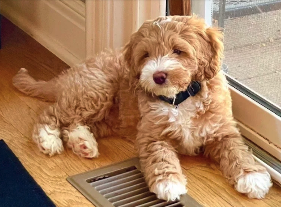 Brian and Judy Salmon's apricot Australian Labradoodle puppy from Blessed Day Doodles